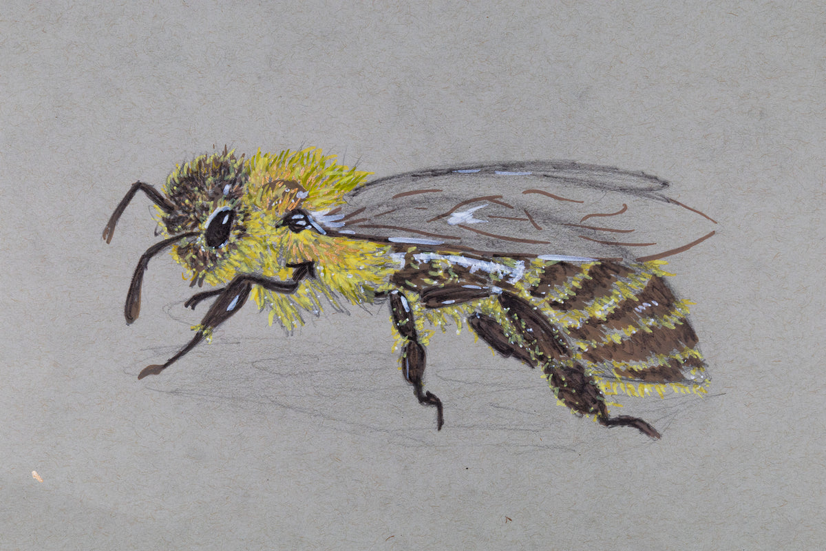 PRINT - Bee - Kevine Bampala