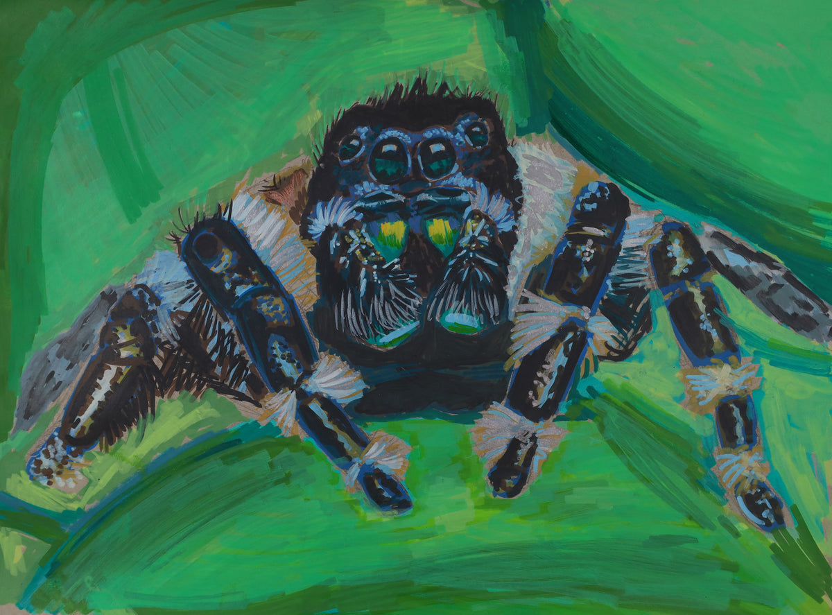 PRINT - Spider - Leah Roache